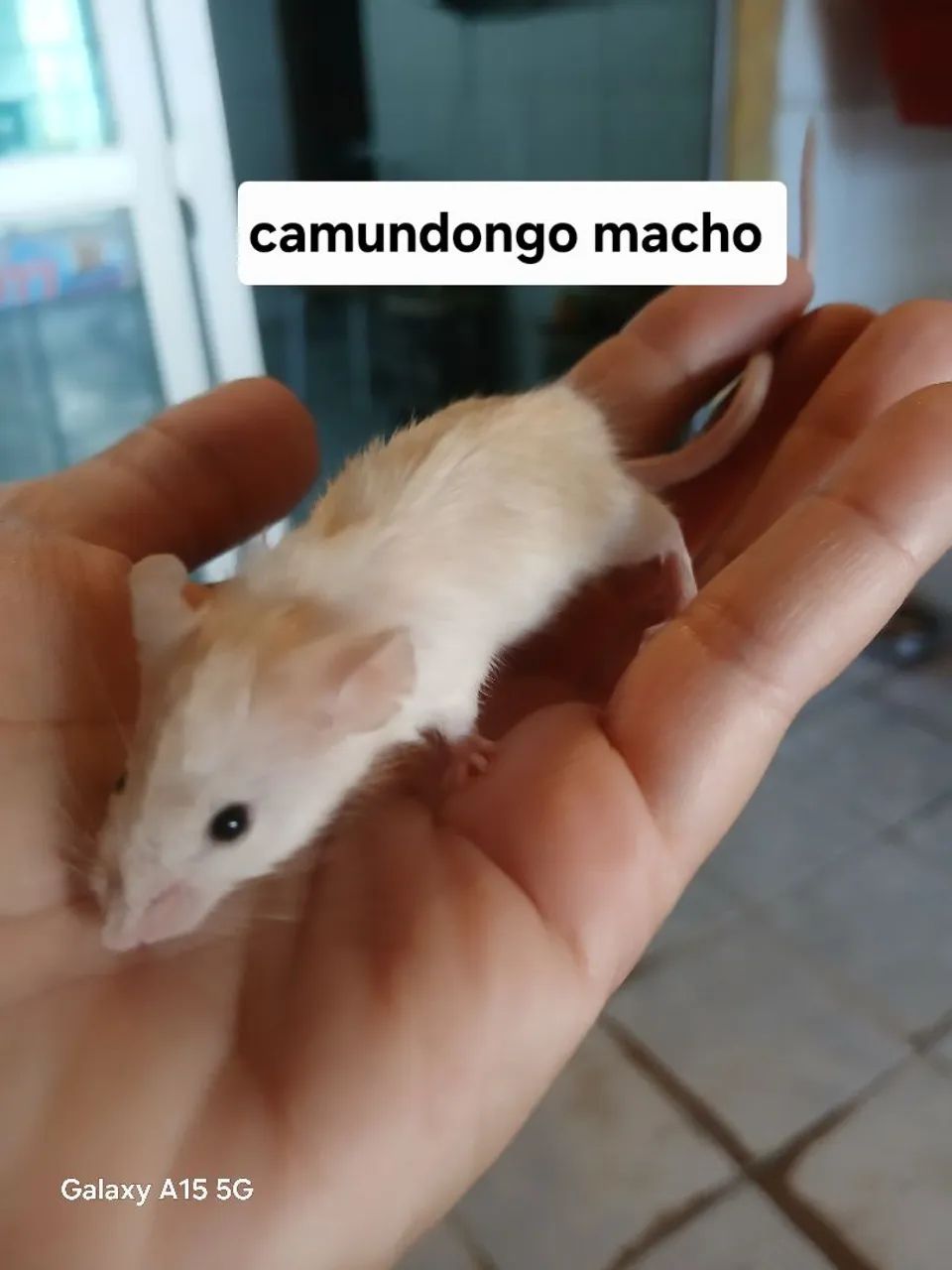 Camundongo Pet  - Foto 2