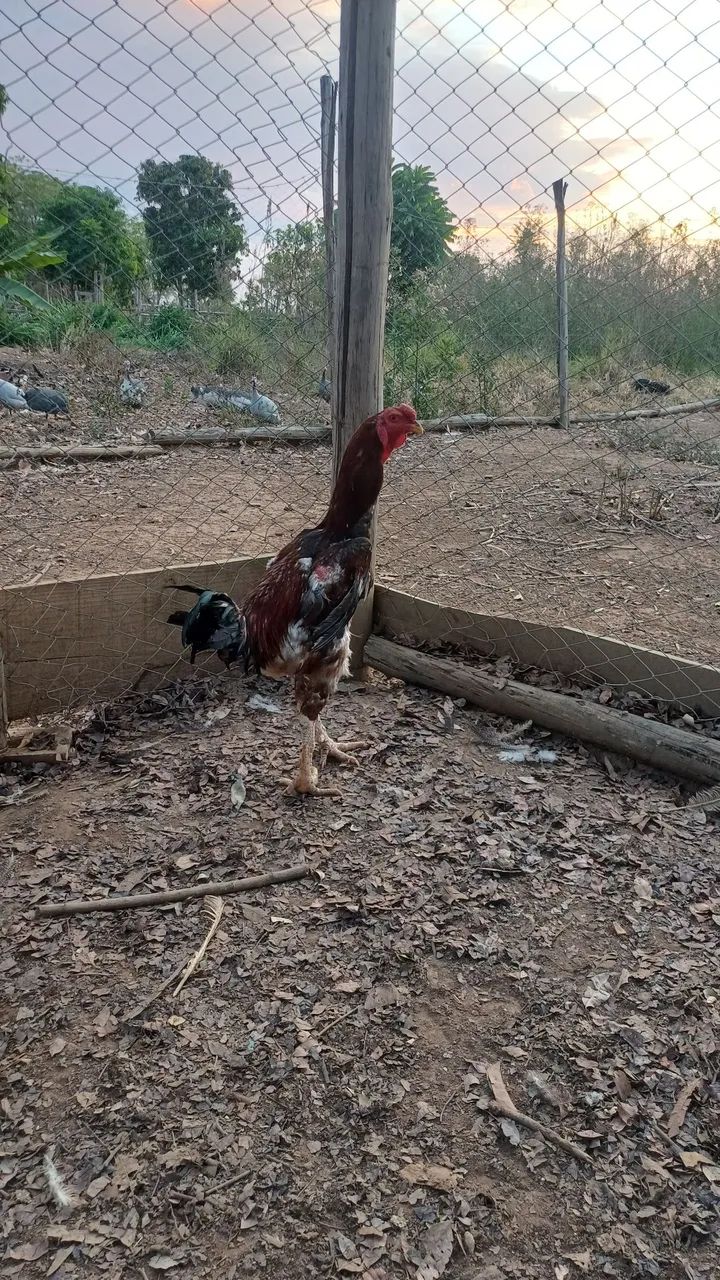 Galo e Galinhas 