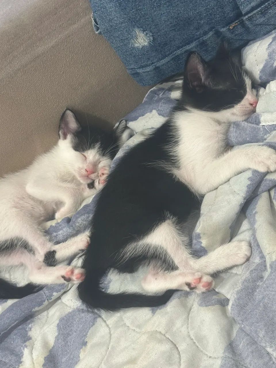 Gatinhos com 02 meses Ajuda pfv ?