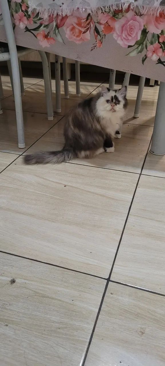 Gata persa  - Foto 3