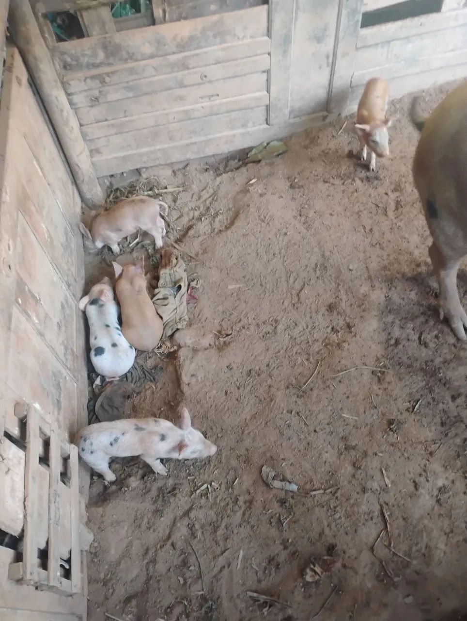 Porcos já comendo - Foto 3