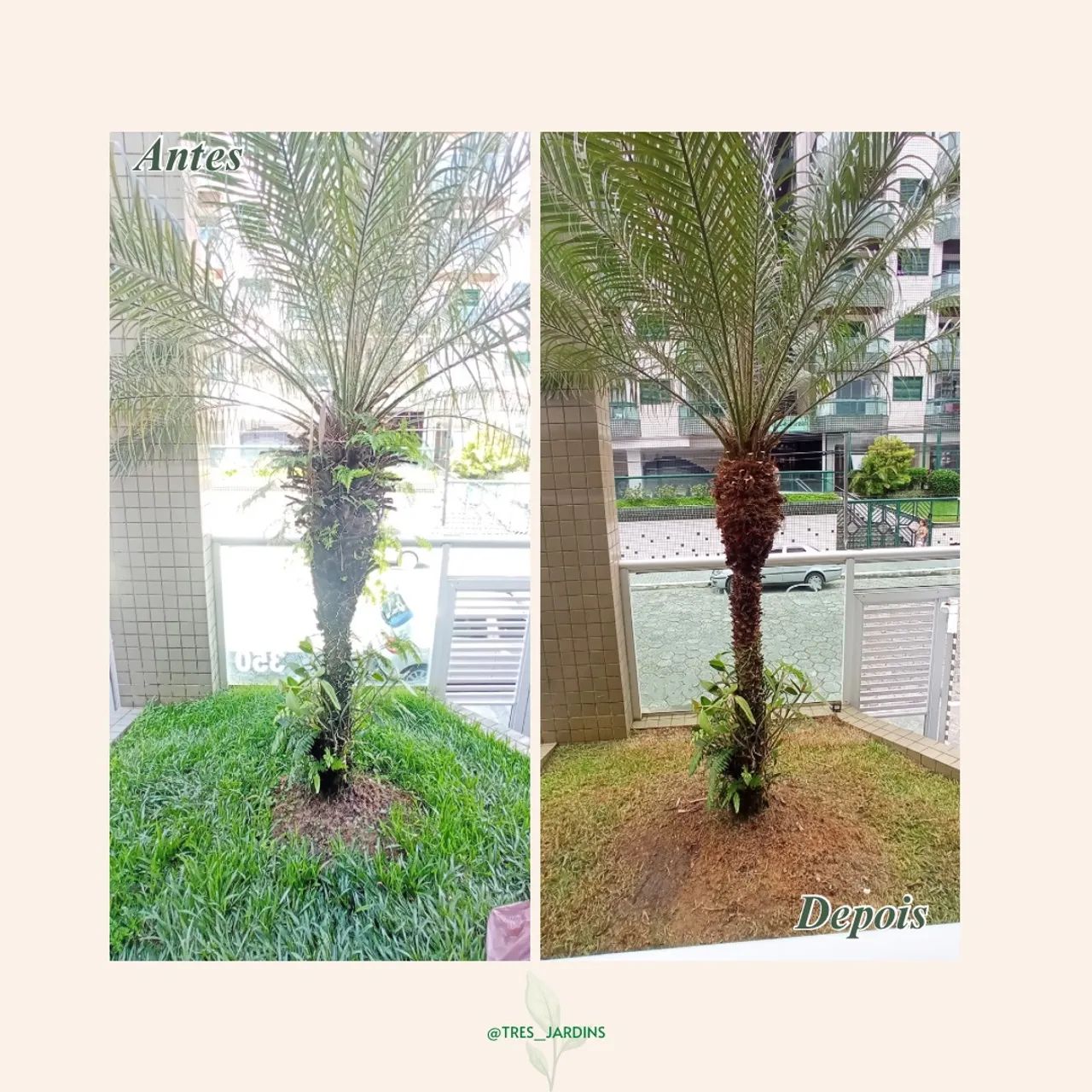 Jardineiro em Santos e Região  - Foto 2