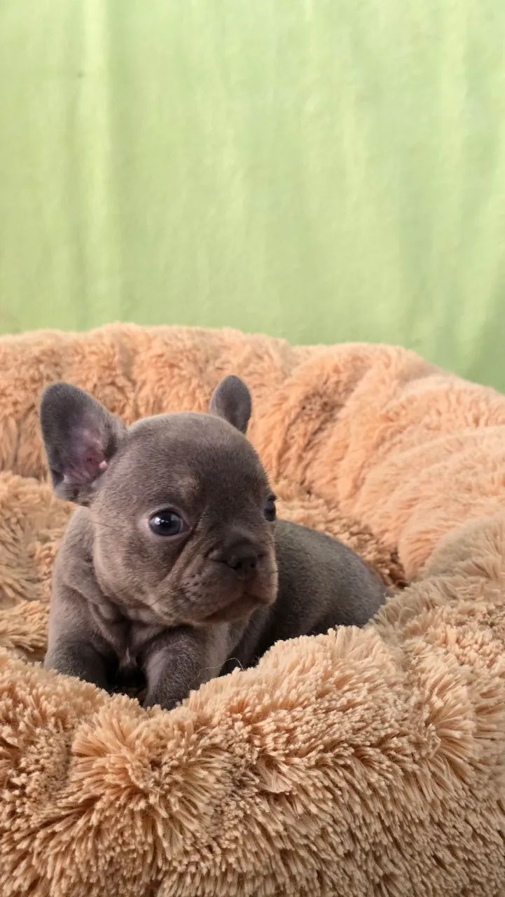 Bulldog francês  - Foto 4