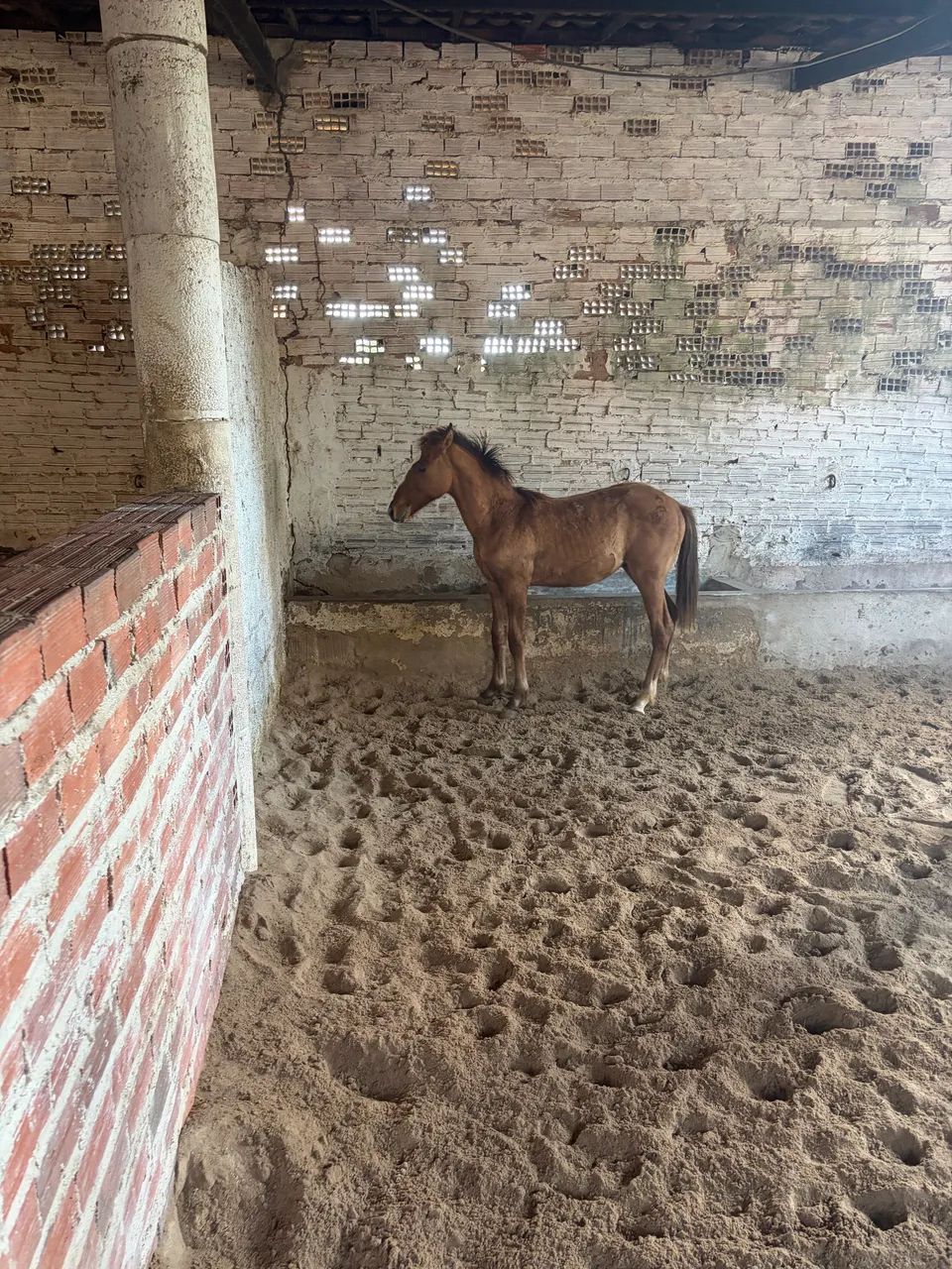 Potro Quarto de milha  - Foto 2