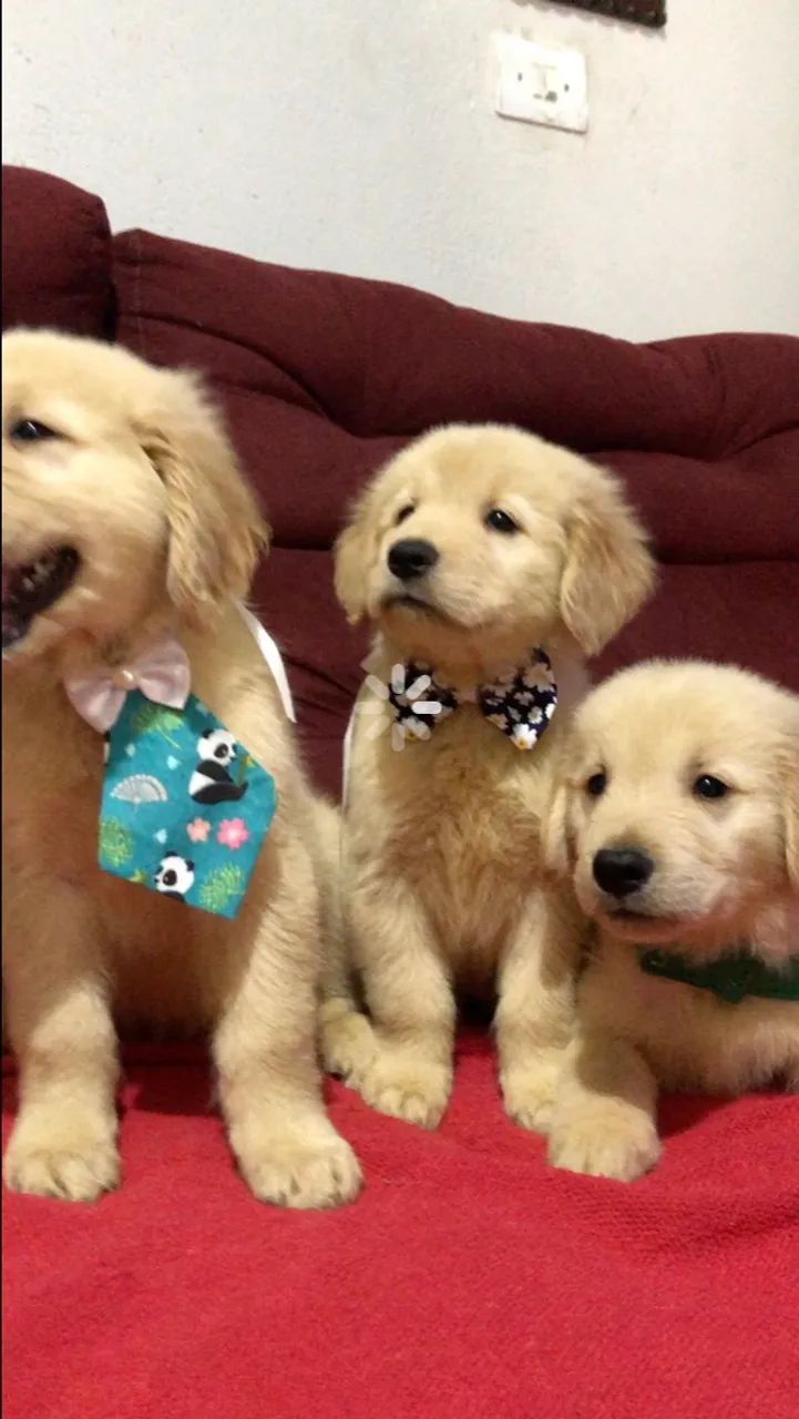 Golden retriever - Foto 3