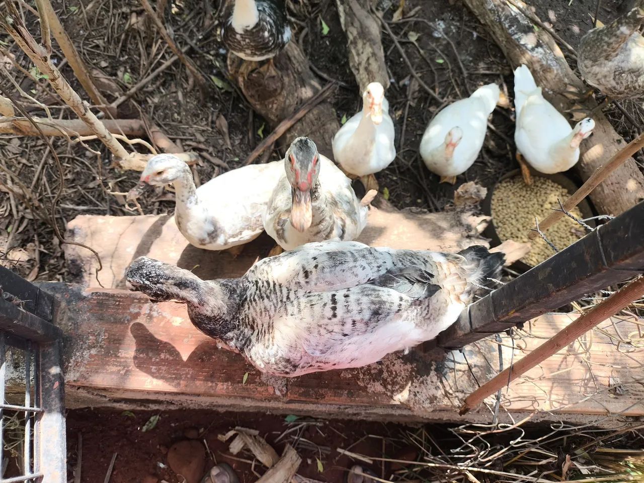 Patos - Foto 2
