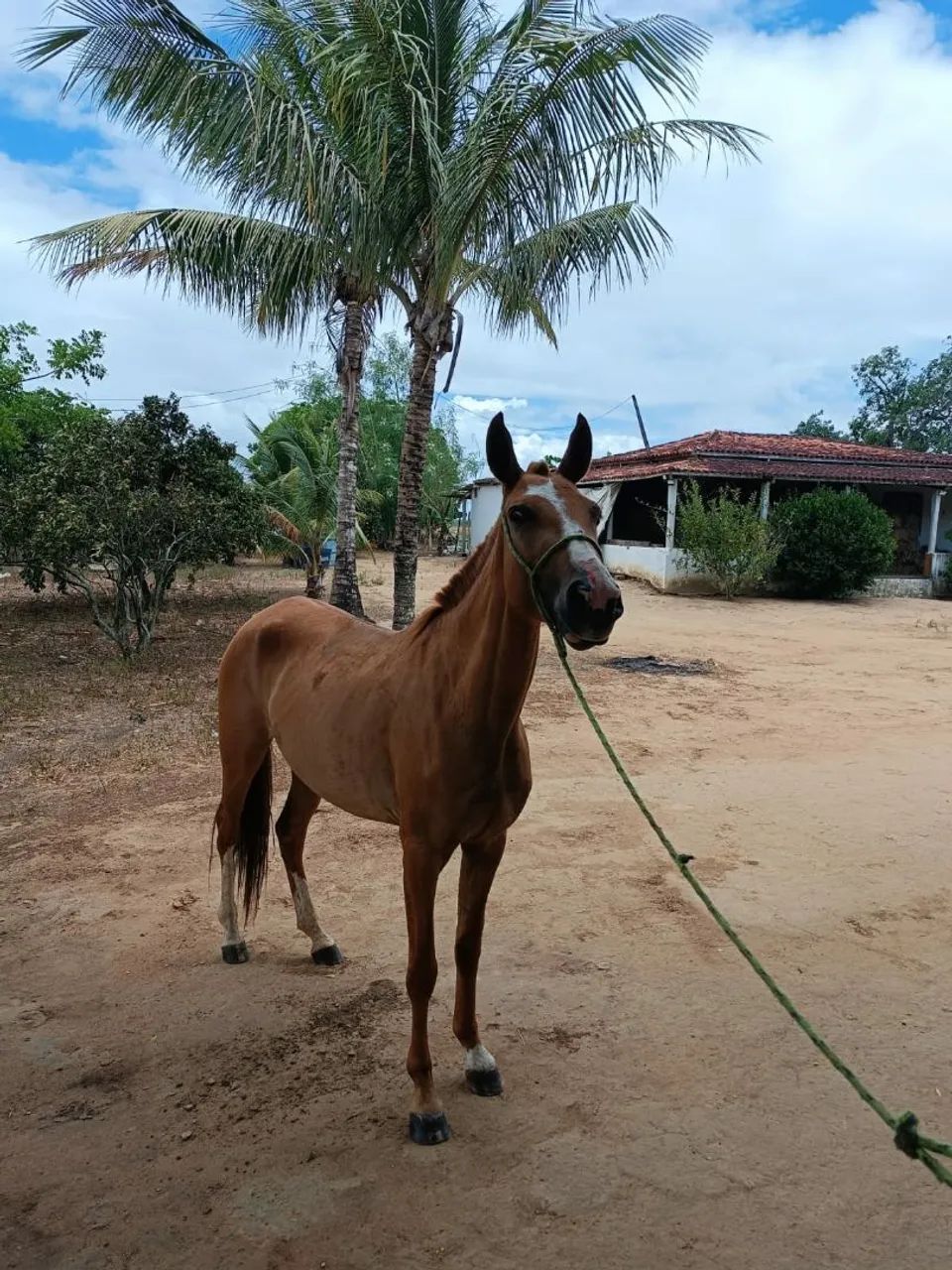 Potra Mangalarga Marchador sem RG  - Foto 3