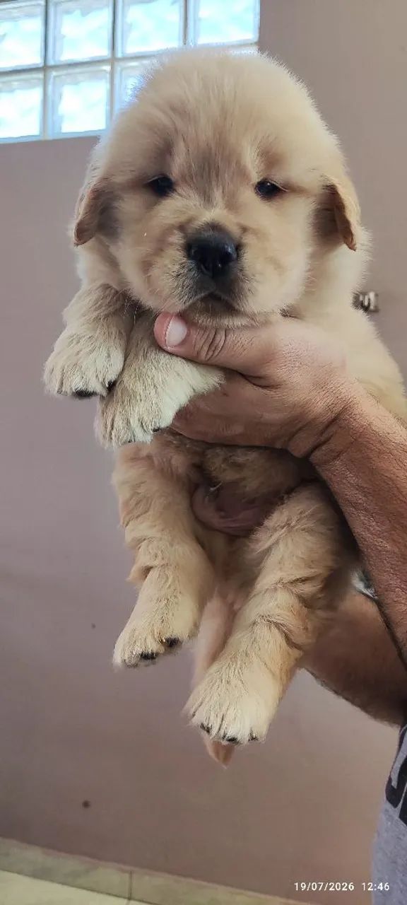 Filhotes de Golden Retriever,. Excelente Linhagem  - Foto 3