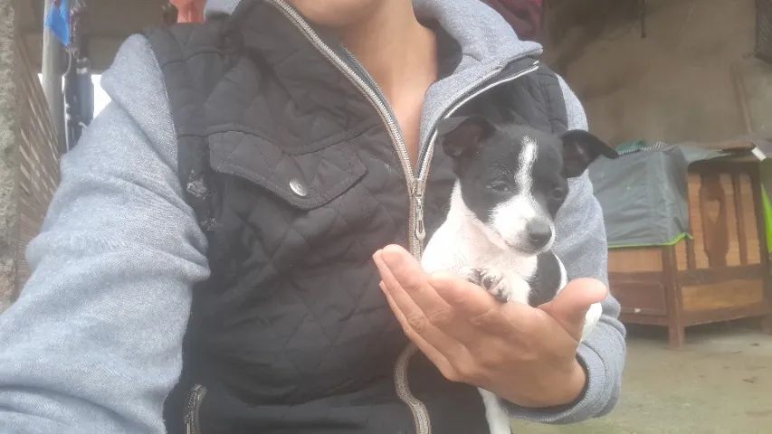 Pincher 1 - Foto 4