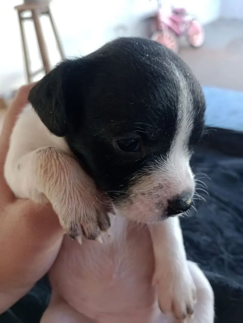 Doa se Fox paulistinha com poodle micro  - Foto 4