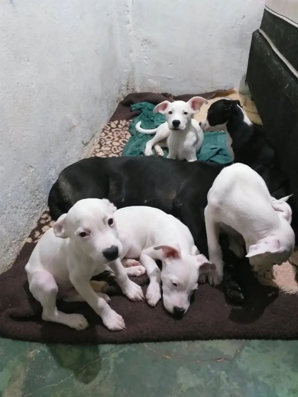 Pitbull - Foto 4