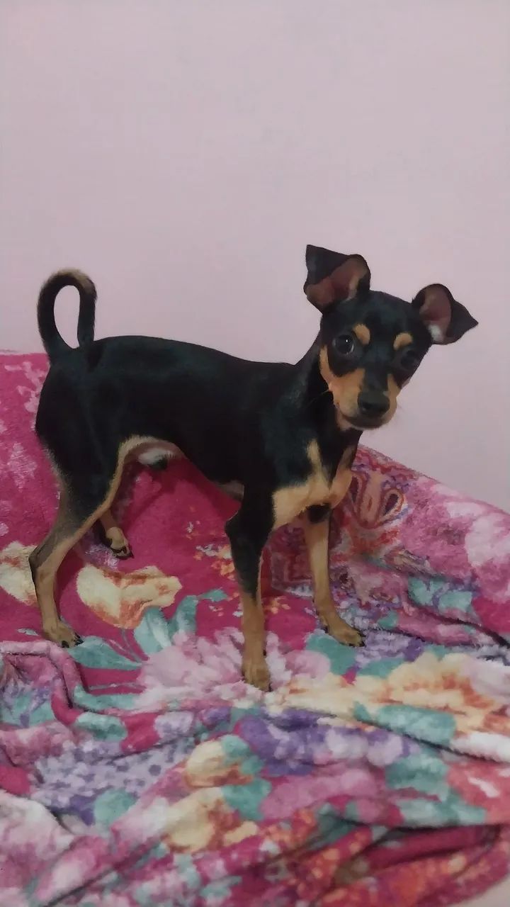 Cachorrinho  - Foto 2