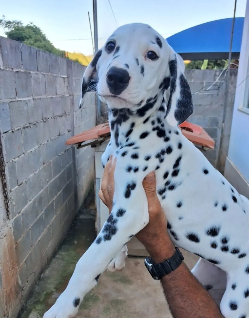Filhotes de dálmata  - Foto 3