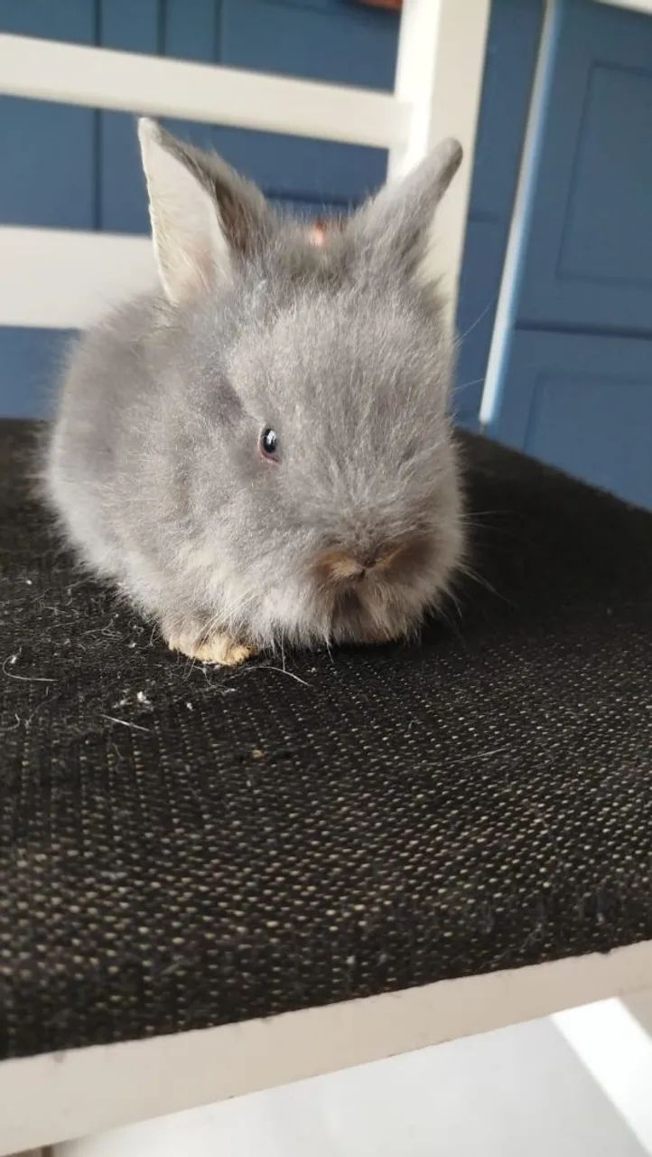 Vendo coelho filhote mini Lion  - Foto 4