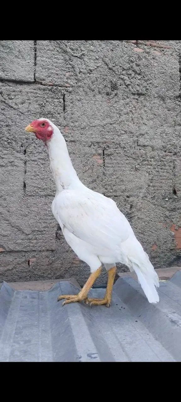 Galinha índia branca - Foto 6