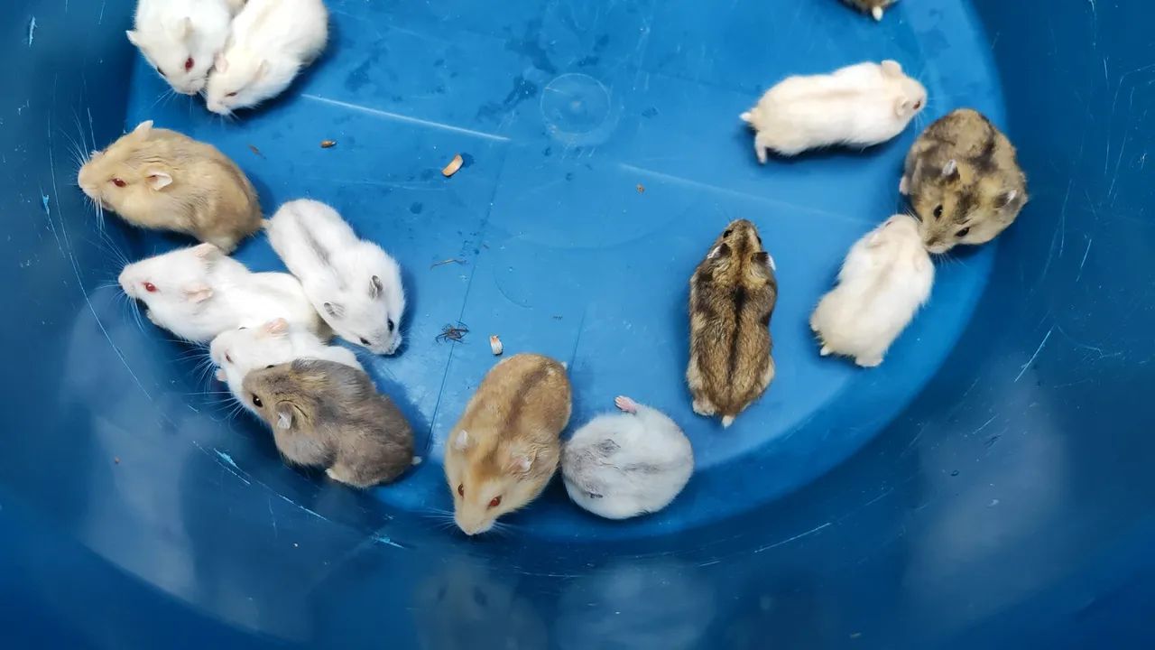 Russian Dwarf Hamster65579533464577122
