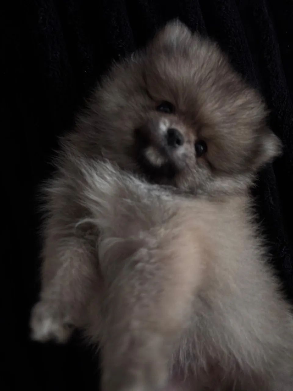 Spitz alemão  - Foto 3