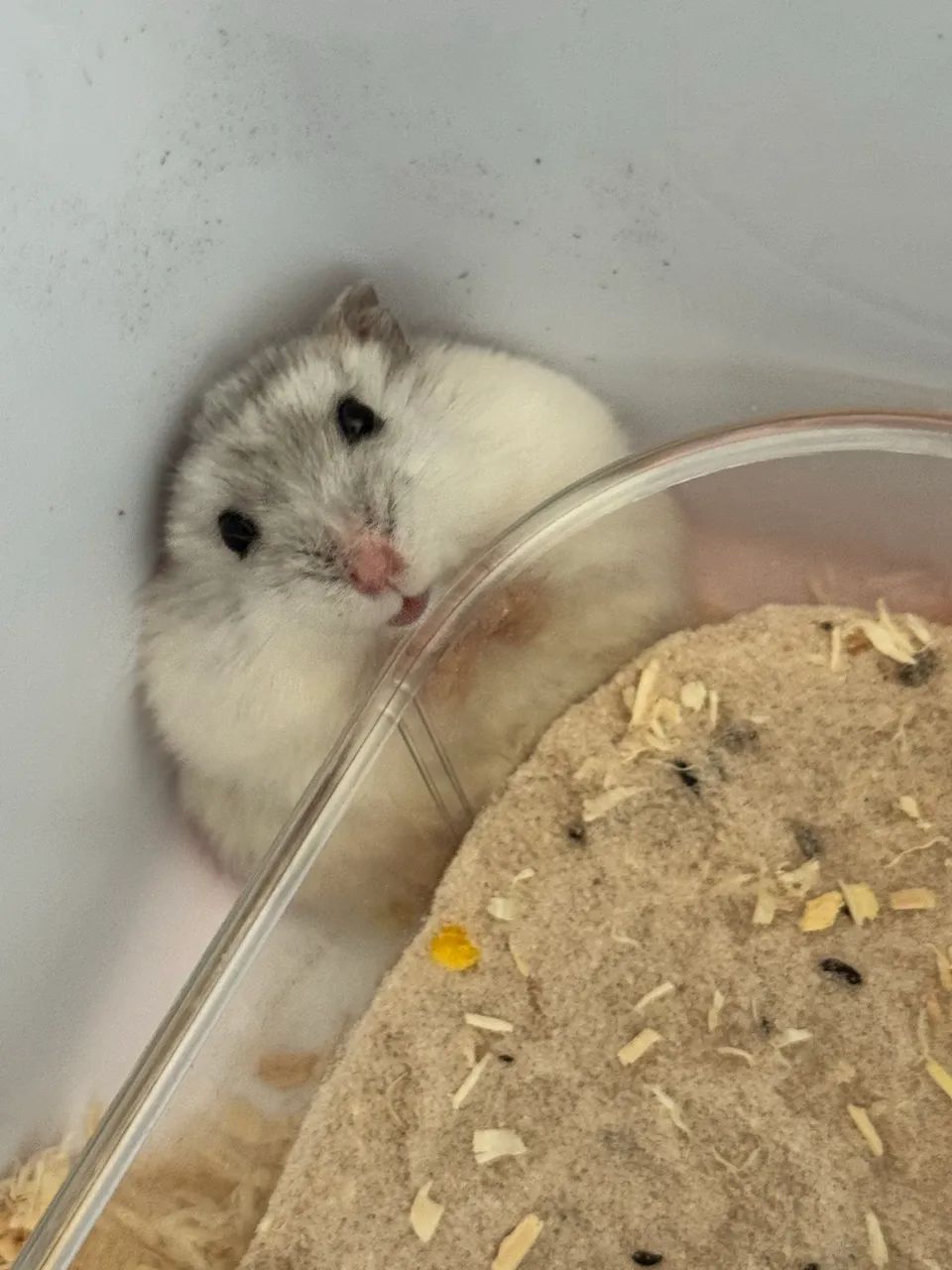 Hamster anao russo 45,00