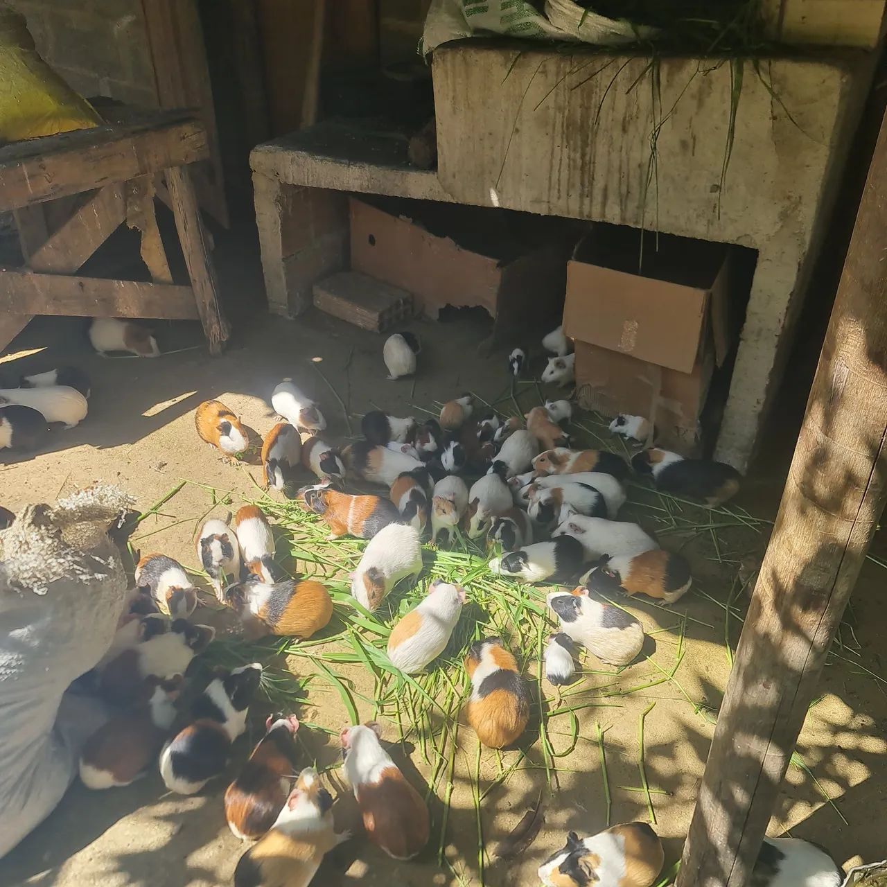 Porquinhos da índia  - Foto 3