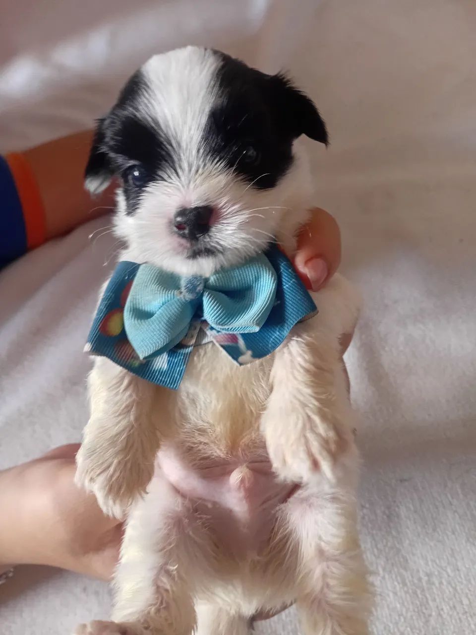 Vendo filhote Lhasa Apson  - Foto 2
