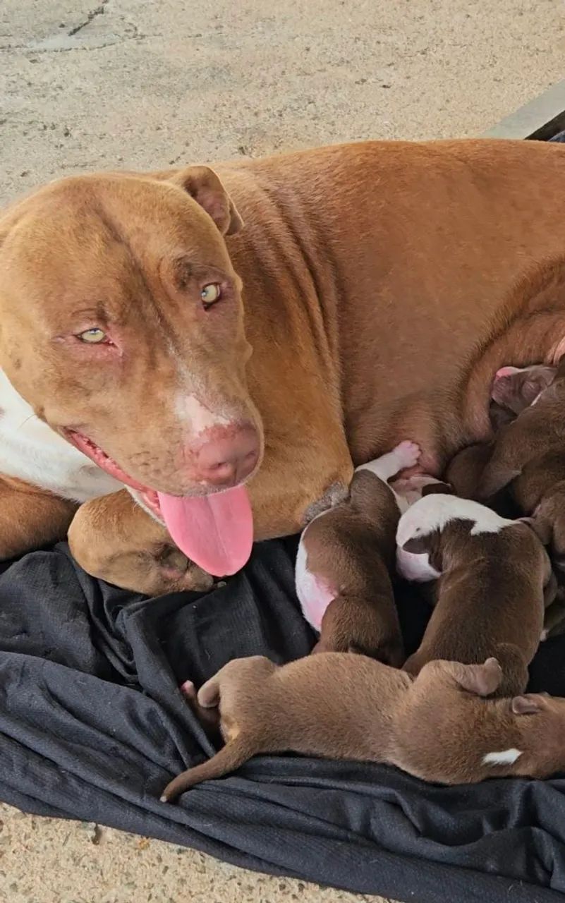 Ninhada de Pitbull disponível para reserva - Foto 3
