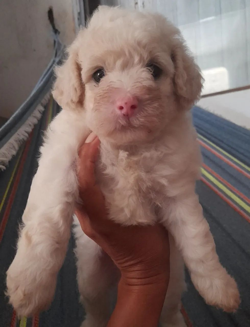 Cacchorro poodle  - Foto 4