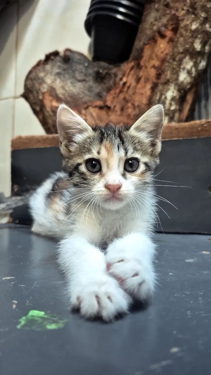 Animais - Foto 3