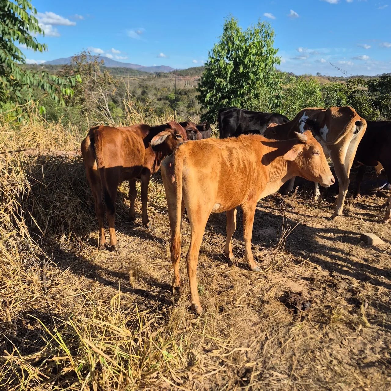 Garrotes e novilhas - Foto 4