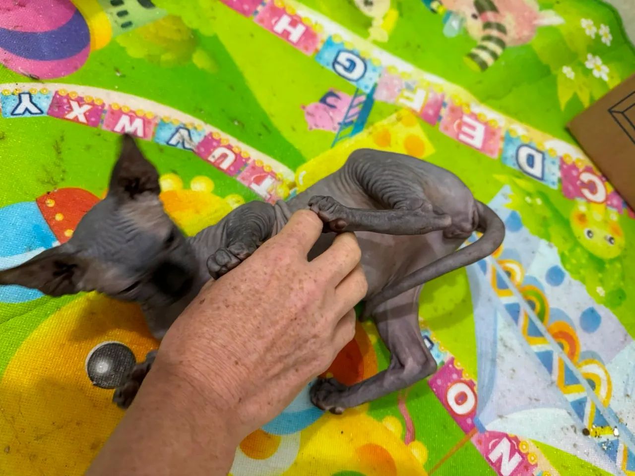 gato Sphynx  macho