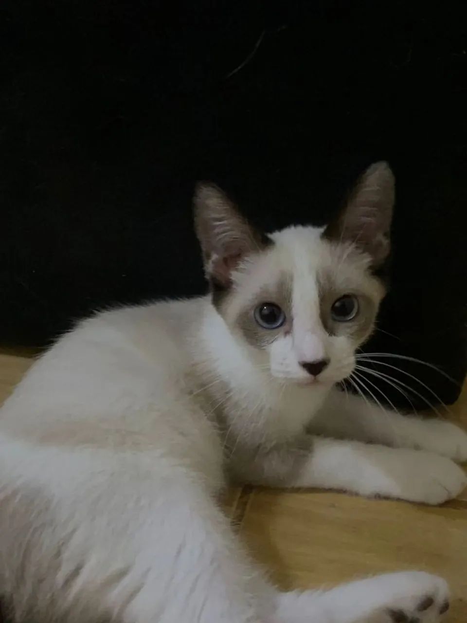 Filhote para adoção  - Foto 5