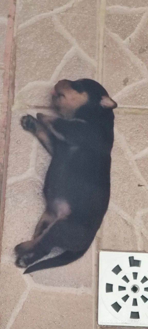 Rottweiler 