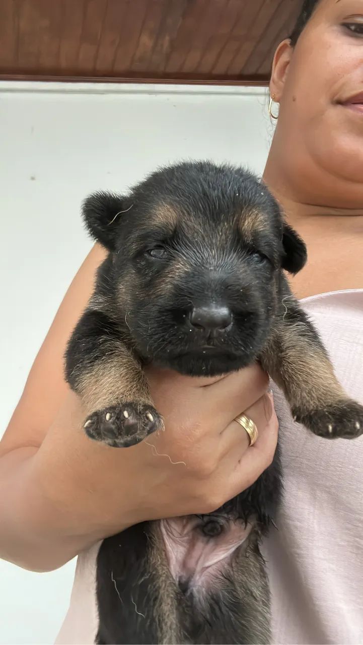 Pasto alemão filhote 