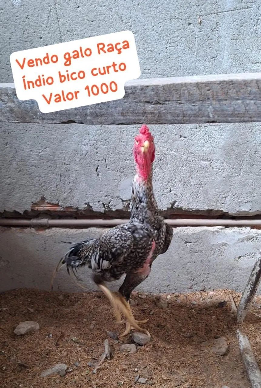 RAÇA DE FRANGO INDÍO BICO CURTO 