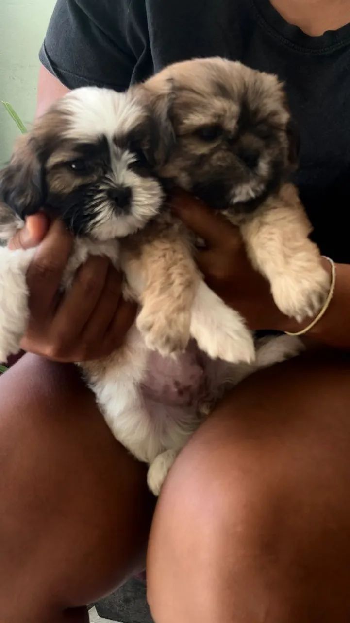 Cachorro shih Tzu - Foto 3