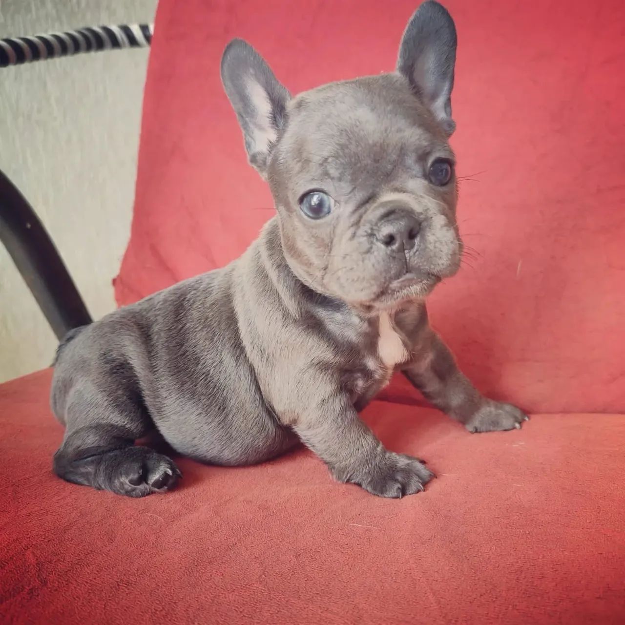 Buldogues francês pronta entrega  - Foto 2