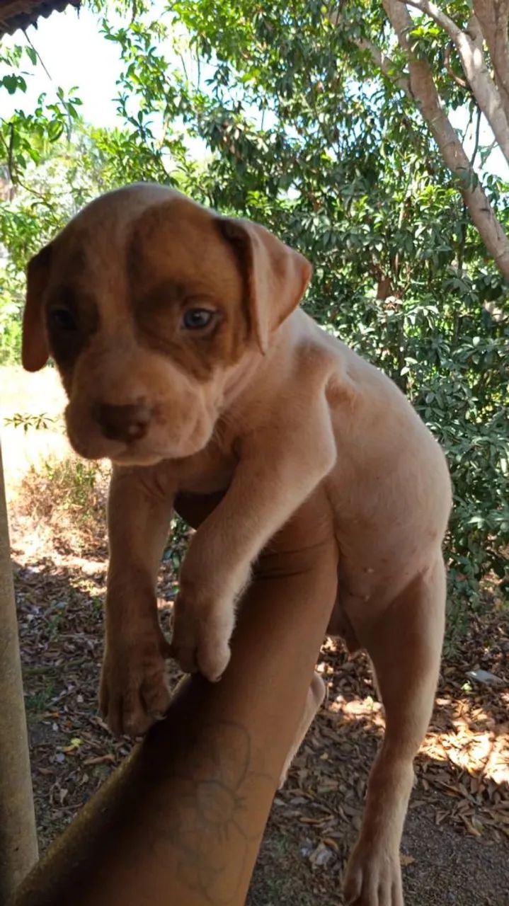 Cachorro Pit Bull  - Foto 5