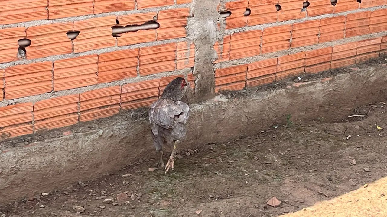 Galinhas - Foto 2