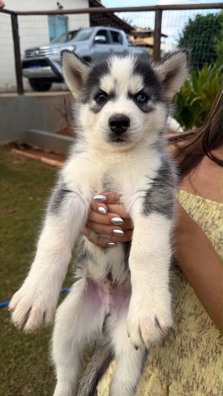 Husky siberiano - Foto 2
