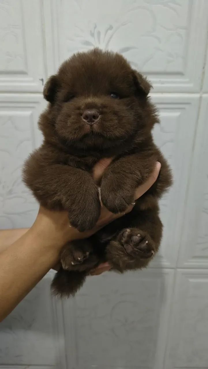 Chowchow filhote de alta qualidade - Foto 5