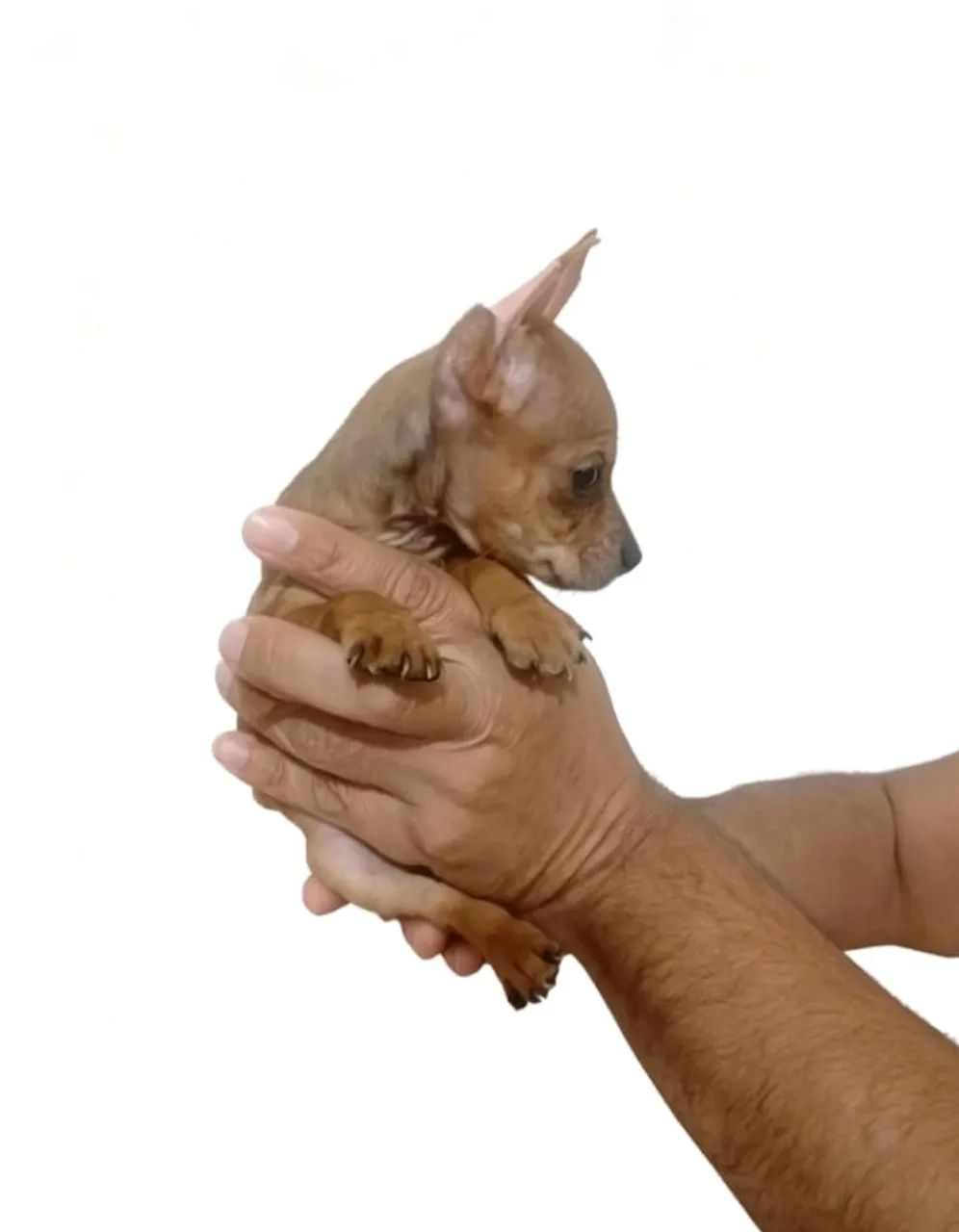 Pinscher 