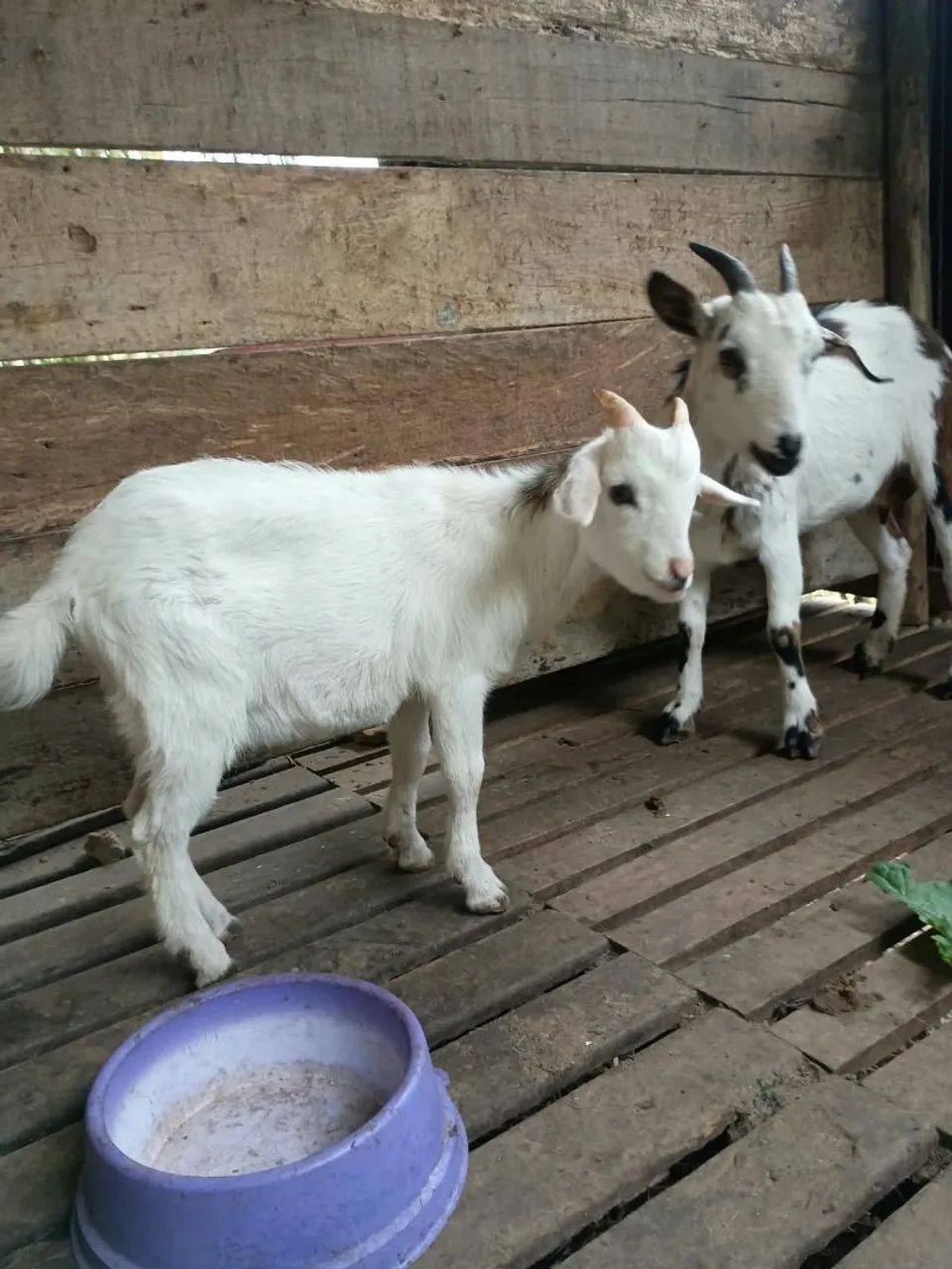 Mini cabra