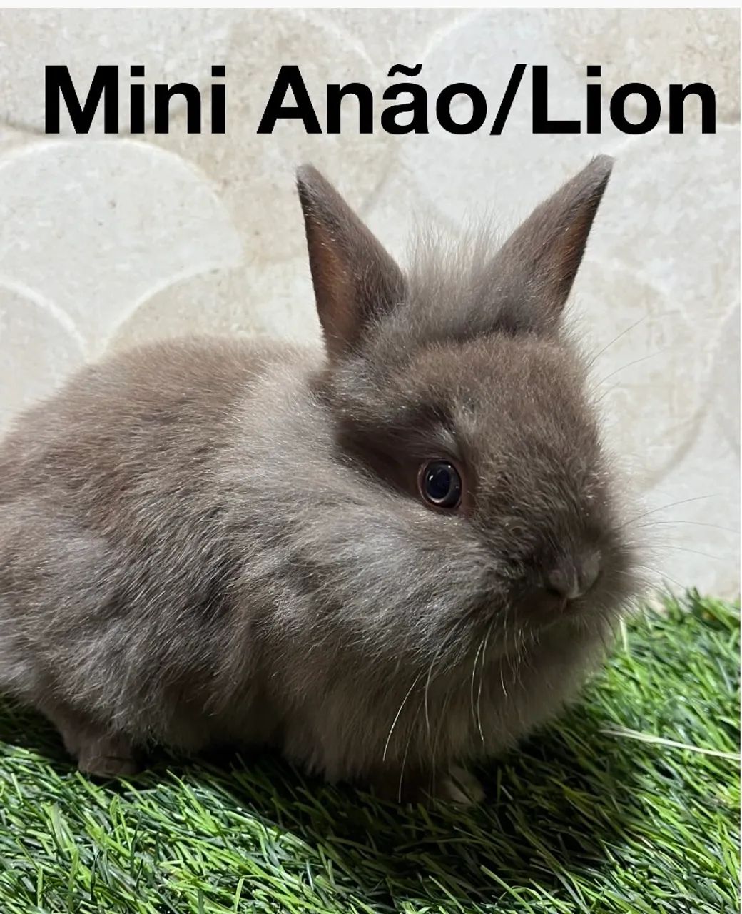 Mini anão e mini Lion - Foto 2