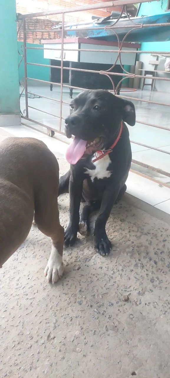 Vende-se um pit bull  - Foto 4