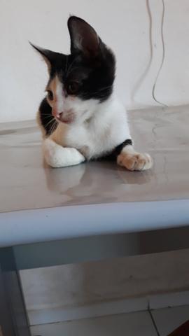 Gato pra adoção.