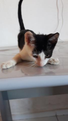 Gato pra adoção. - Foto 3