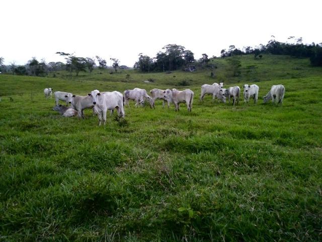 Excelente fazenda de pecuária e café na BR 101,