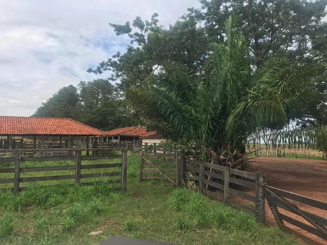 Vende-se Fazenda na Cidade de Dirce Reis-SP - Foto 13