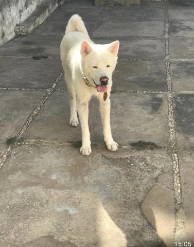 Vendo filhote de Akita com Pastor Alemão - Foto 2