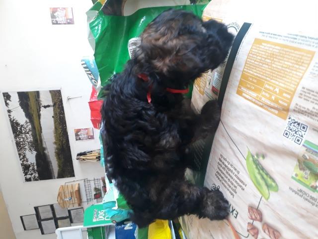 Vendo filhote de poodle - Foto 4