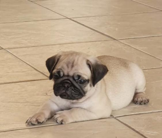 O último dos moicanos !!! Venha buscar sua melhor companhia !! Pug - Foto 3